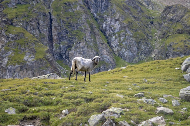 Ovejas curiosas en la ladera de una montaña rocosa durante el día