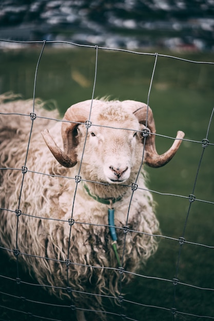 Ovejas detrás de la valla de acero en un campo agrícola