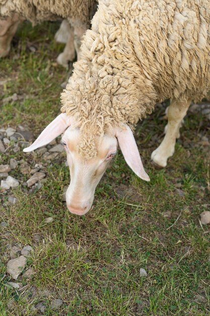 Ovejas lindas de alto ángulo en el campo