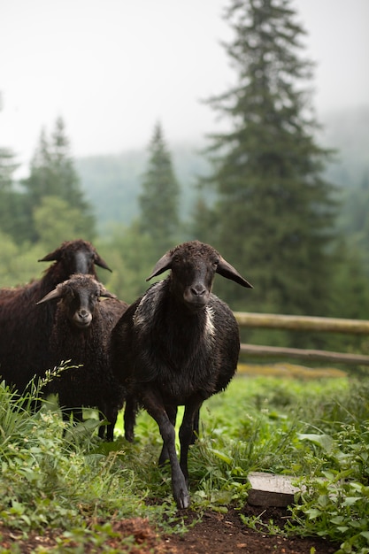 Ovejas negras en un entorno rural a la luz del día