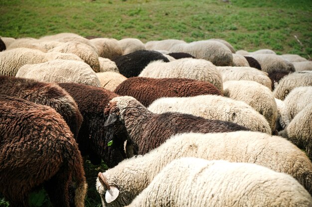 Ovejas pastando en los campos verdes