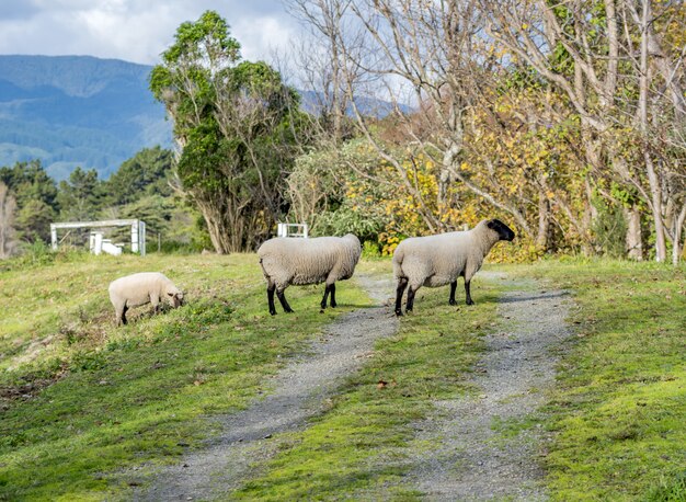 Ovejas pastando en una hermosa zona rural con montañas