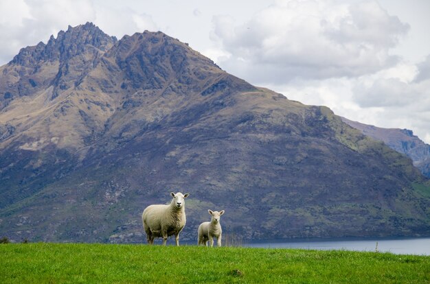 Ovejas de pie sobre el césped cerca del lago en Nueva Zelanda