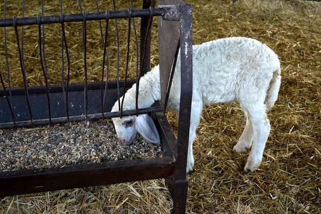 Ovejita blanca comiendo su comida en el granero