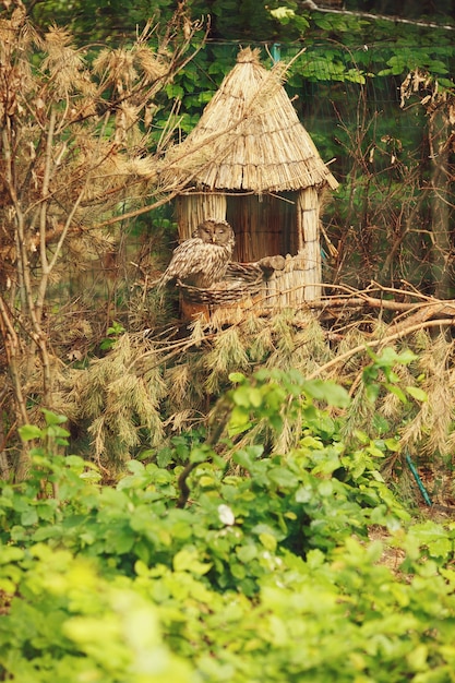 Owl se sienta en una pequeña casa de heno en la madera