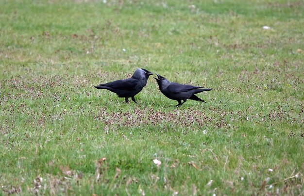 Padre Jackdaw alimentando a su bebé en un campo de hierba