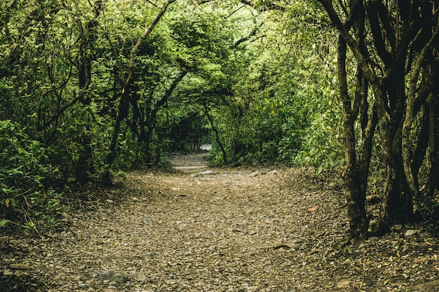 Foto gratuita país medio ambiente pista hoja rambling footpath