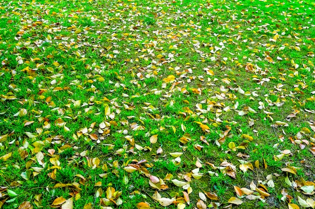 Paisaje al aire libre césped fondo pasto cultivo