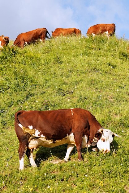 Paisaje alpino con vaca y pasto verde en Francia