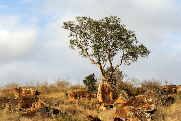 Paisaje con árbol en África