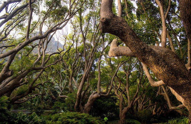 Paisaje de árboles y arbustos en una jungla durante el día: perfecto para conceptos naturales