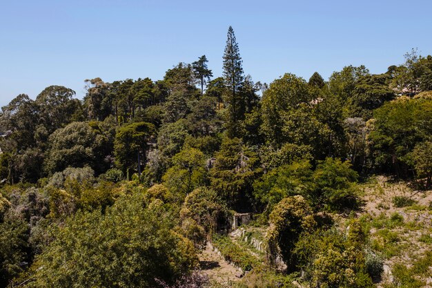 Paisaje con arboles y cielo azul.