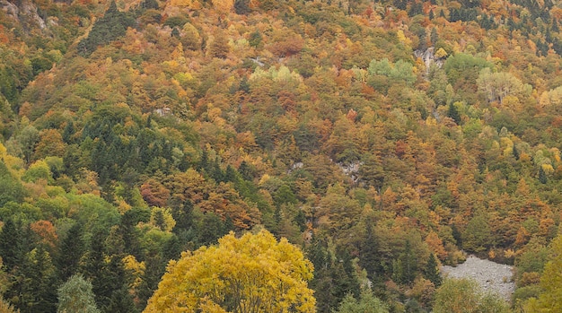 Paisaje de árboles cubiertos de hojas de colores en otoño en España
