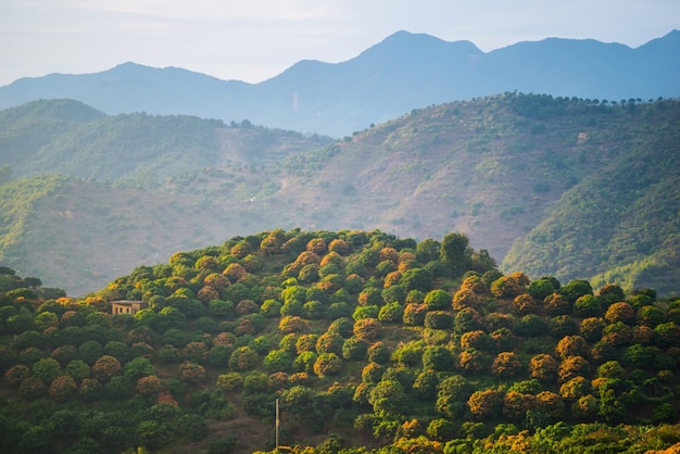 Paisaje con árboles frutales florecientes