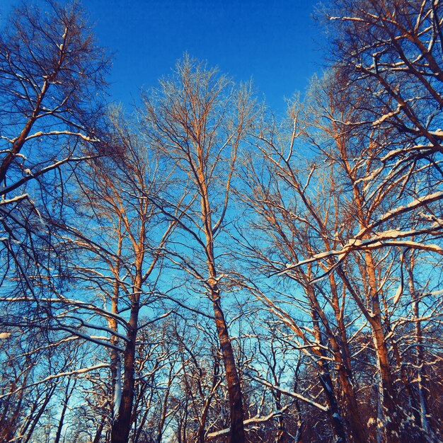 Paisaje de árboles sin hoja en invierno