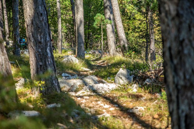 Paisaje de árboles, rocas y pastos en Eslovenia