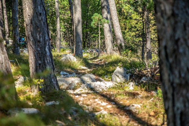 Paisaje de árboles, rocas y pastos en Eslovenia