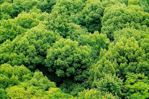 Foto gratuita paisaje de árboles verdes frondosos