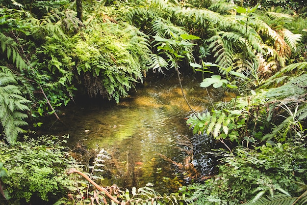 Paisaje de arroyo y plantas