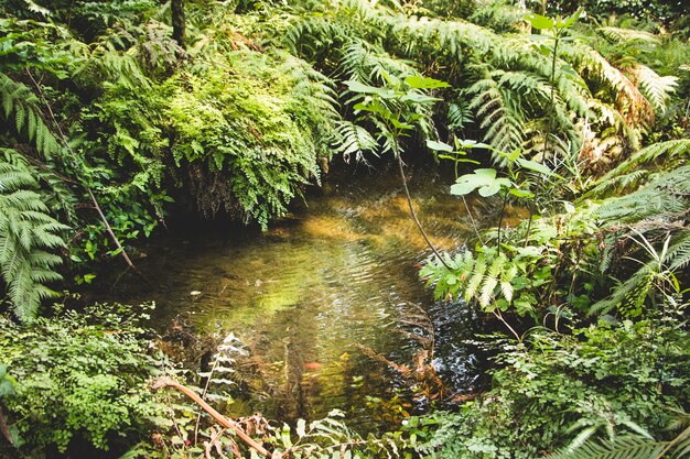 Paisaje de arroyo y plantas