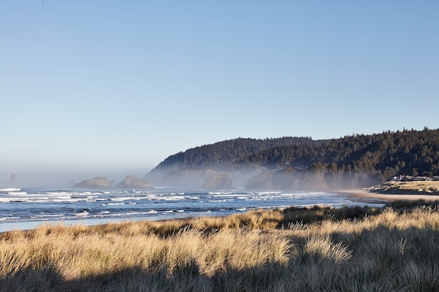 Paisaje de beachgrass en la mañana en Cannon Beach, Oregon