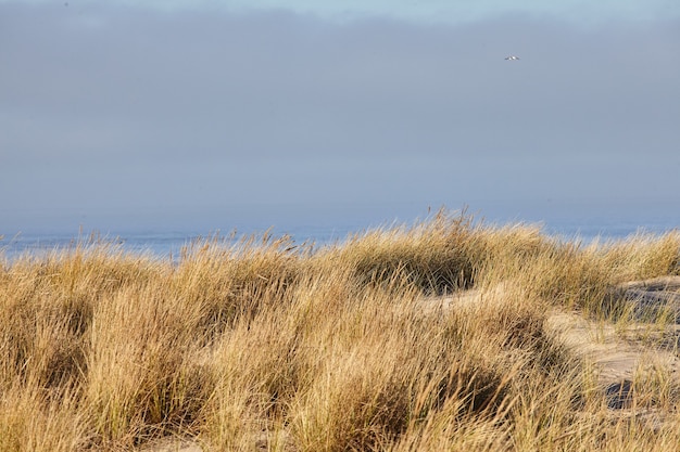 Foto gratuita paisaje de beachgrass en la mañana en cannon beach, oregon