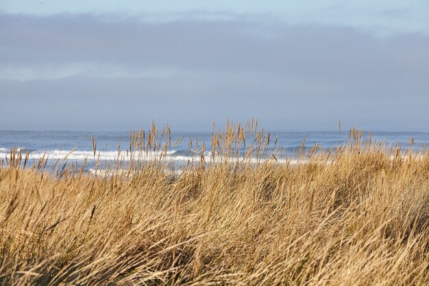 Paisaje de beachgrass en la mañana en Cannon Beach, Oregon