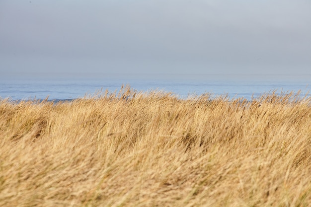 Paisaje de beachgrass en la mañana en Cannon Beach, Oregon