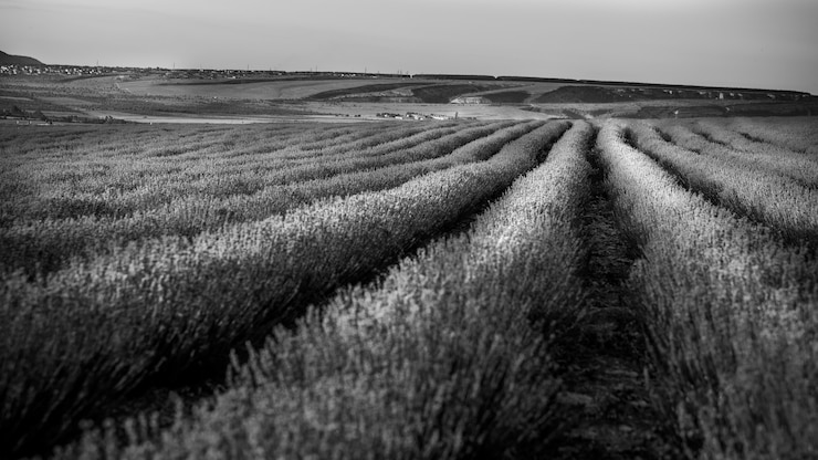 Foto gratuito paisaje en blanco y negro con lavanda.