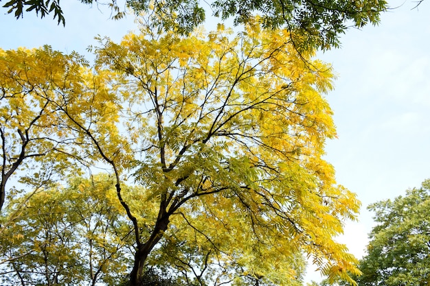 Paisaje bonito de árboles con hojas verdes y amarillas