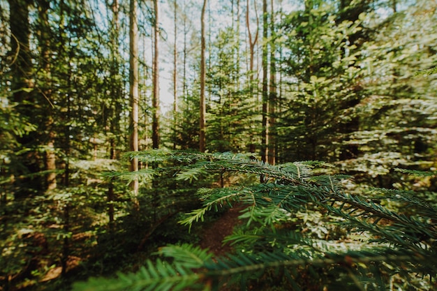 Paisaje bonito de un bosque verde