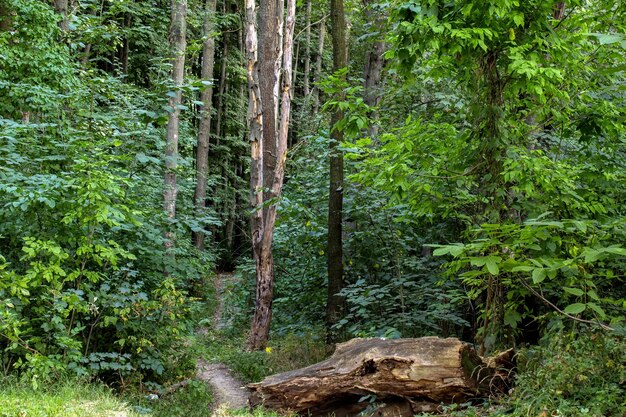 Paisaje de bosque con árboles verdes