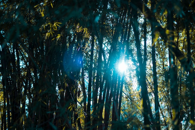 Paisaje de bosque de bambú