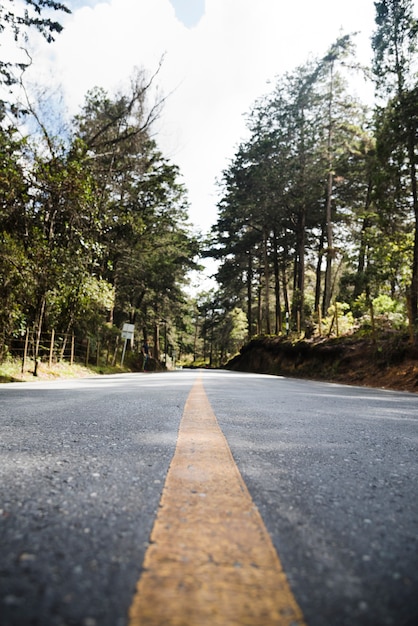 Foto gratuita paisaje bosque camino bajo ángulo