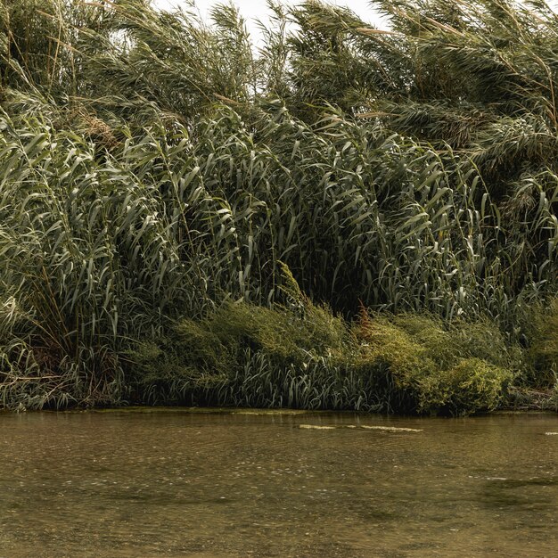 Paisaje de bosque cerca de un río