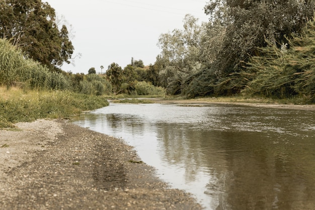 Paisaje de bosque cerca de un río