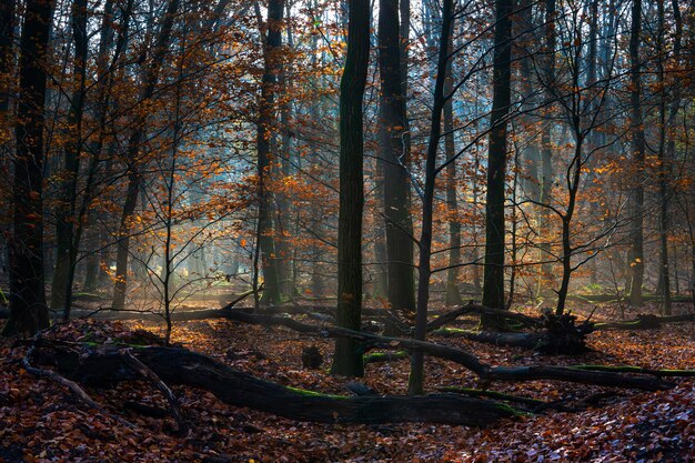 Paisaje de un bosque cubierto de hojas secas y árboles bajo la luz del sol en otoño