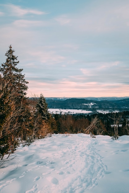 Paisaje de un bosque cubierto de nieve bajo un cielo nublado durante el atardecer