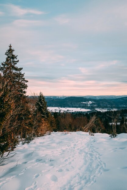 Paisaje de un bosque cubierto de nieve bajo un cielo nublado durante el atardecer