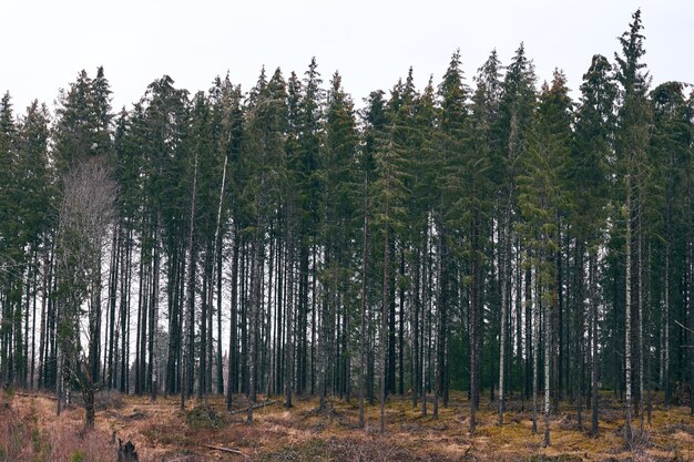 Paisaje de un bosque cubierto de vegetación bajo el cielo nublado durante el día