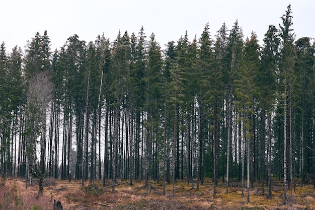 Paisaje de un bosque cubierto de vegetación bajo el cielo nublado durante el día