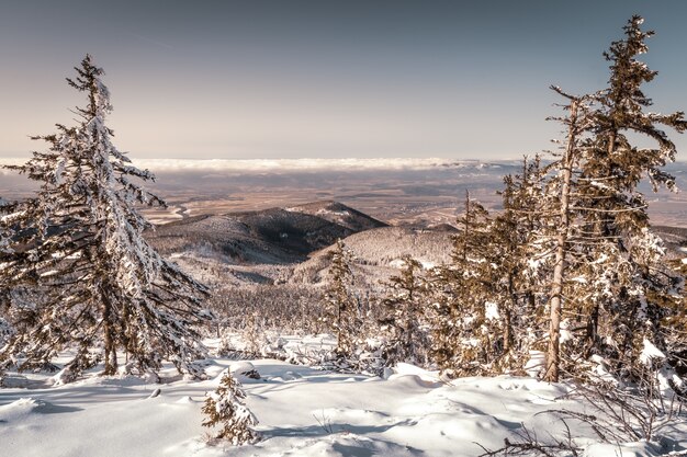 paisaje de bosque nevado