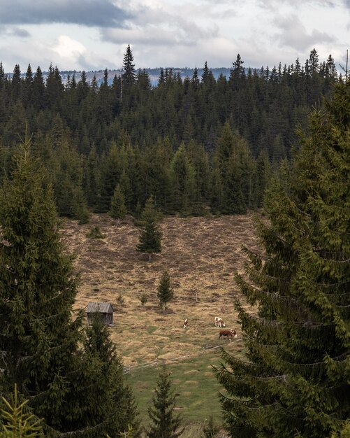 Paisaje de bosque de pinos