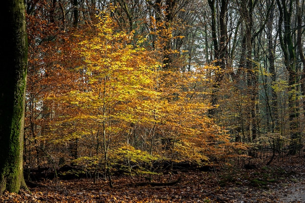 Foto gratuita paisaje de un bosque rodeado de árboles cubiertos de hojas coloridas bajo la luz del sol en otoño