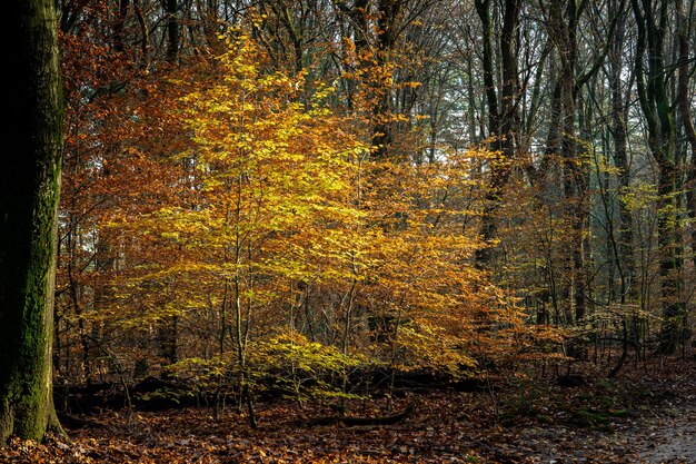 Paisaje de un bosque rodeado de árboles cubiertos de hojas coloridas bajo la luz del sol en otoño