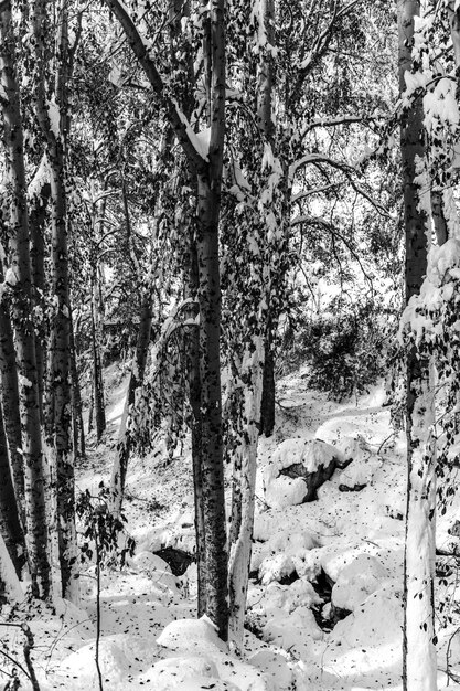 Paisaje de un bosque rodeado de árboles cubiertos de nieve durante el día