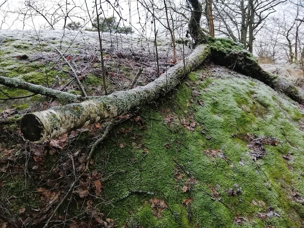 Paisaje de un bosque verde en Larvik, Noruega