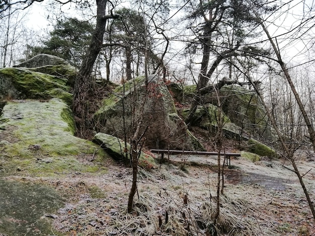 Paisaje de un bosque verde en Larvik, Noruega