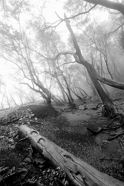 Paisaje de un bosque