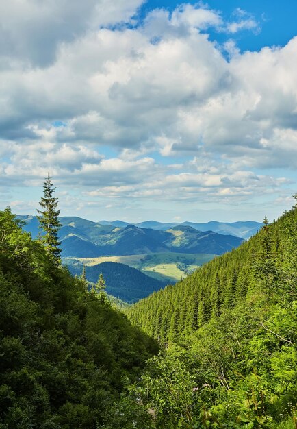 Paisaje con bosques de pinos en las montañas.